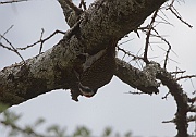 Cardinal woodpecker (dendropicos fuscescens),  Serengeti